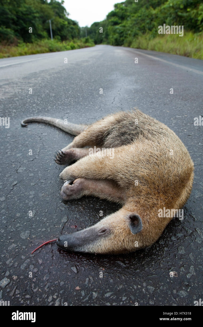Sur de el oso hormiguero (Tamandua tetradactyla) muertos en carretera, Las Claritas, Venezuela Foto de stock