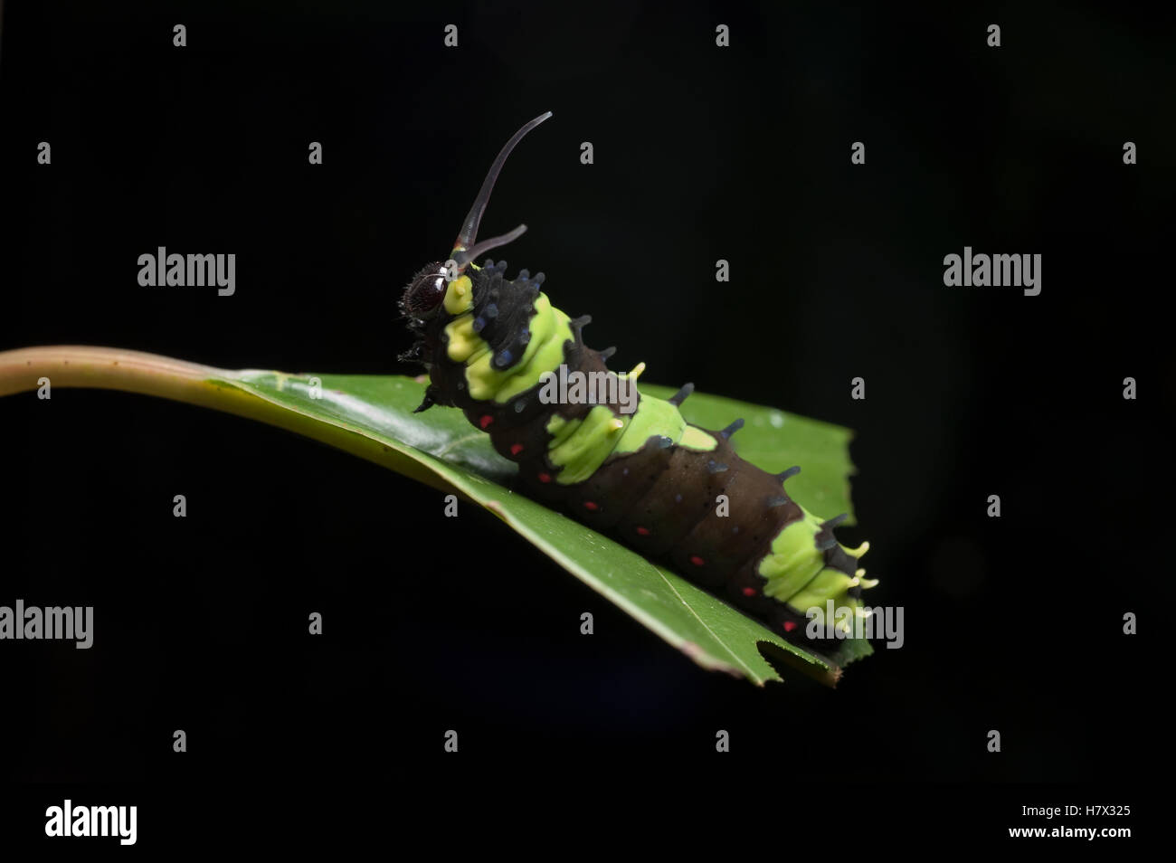 Especie (Papilionidae) Caterpillar mostrando comportamiento defensivo Foto de stock
