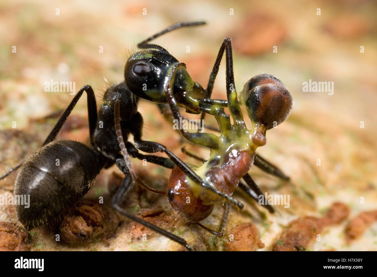 Carpenter Ant (siendo Camponotus cylindricus) ha roto su cuerpo se derramara un amarillo pegajoso pegamento, que ha asesinado tanto a ella como al Foto de stock