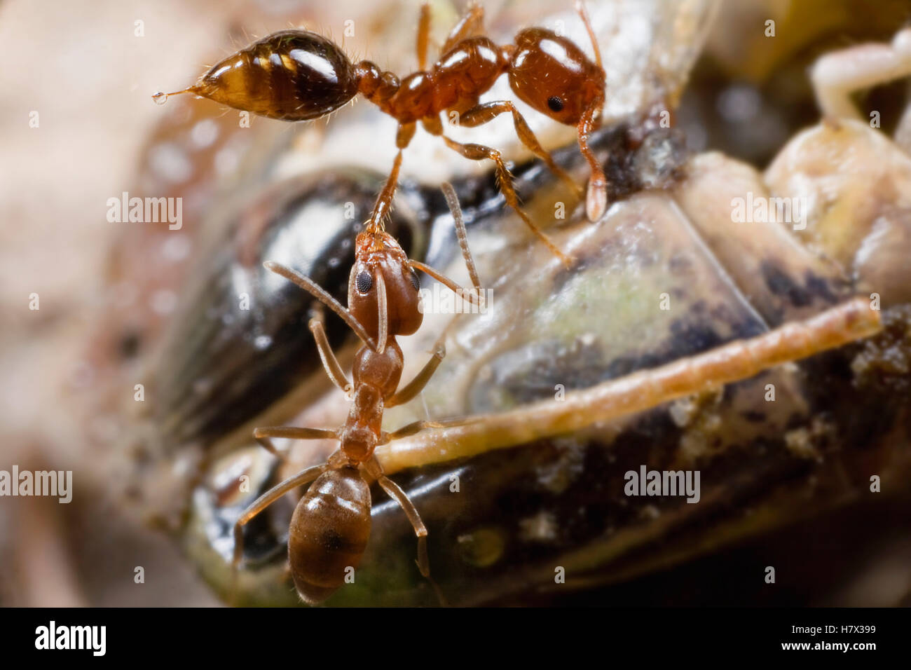 La Hormiga argentina (Linepithema humile) agarrando la pierna de una hormiga en una lucha por el control de los muertos están de pie grasshopper Foto de stock