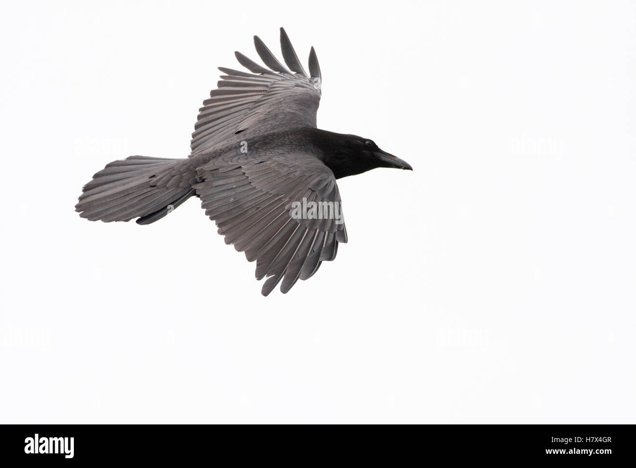 El Cuervo común (Corvus corax) volando en la niebla, Big Sur, California Foto de stock