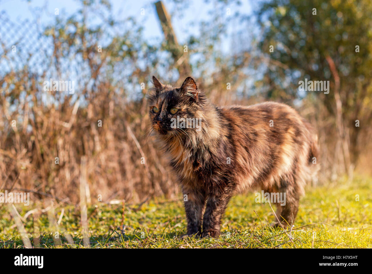 Hermoso gato caminando en otoño en noviembre Foto de stock