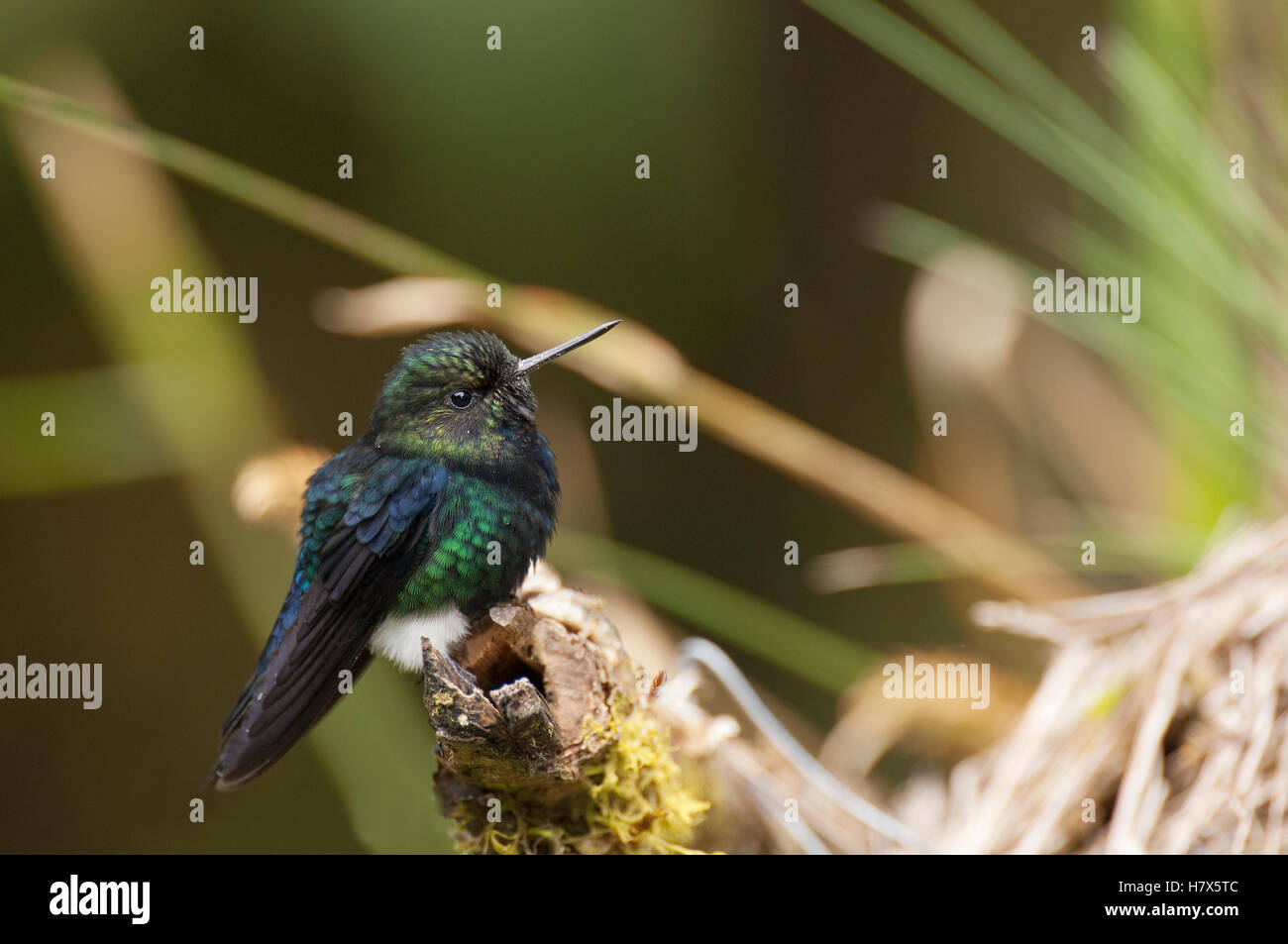 Blackbreasted Puffleg (Eriocnemis nigrivestis) macho colibrí, Ecuador
