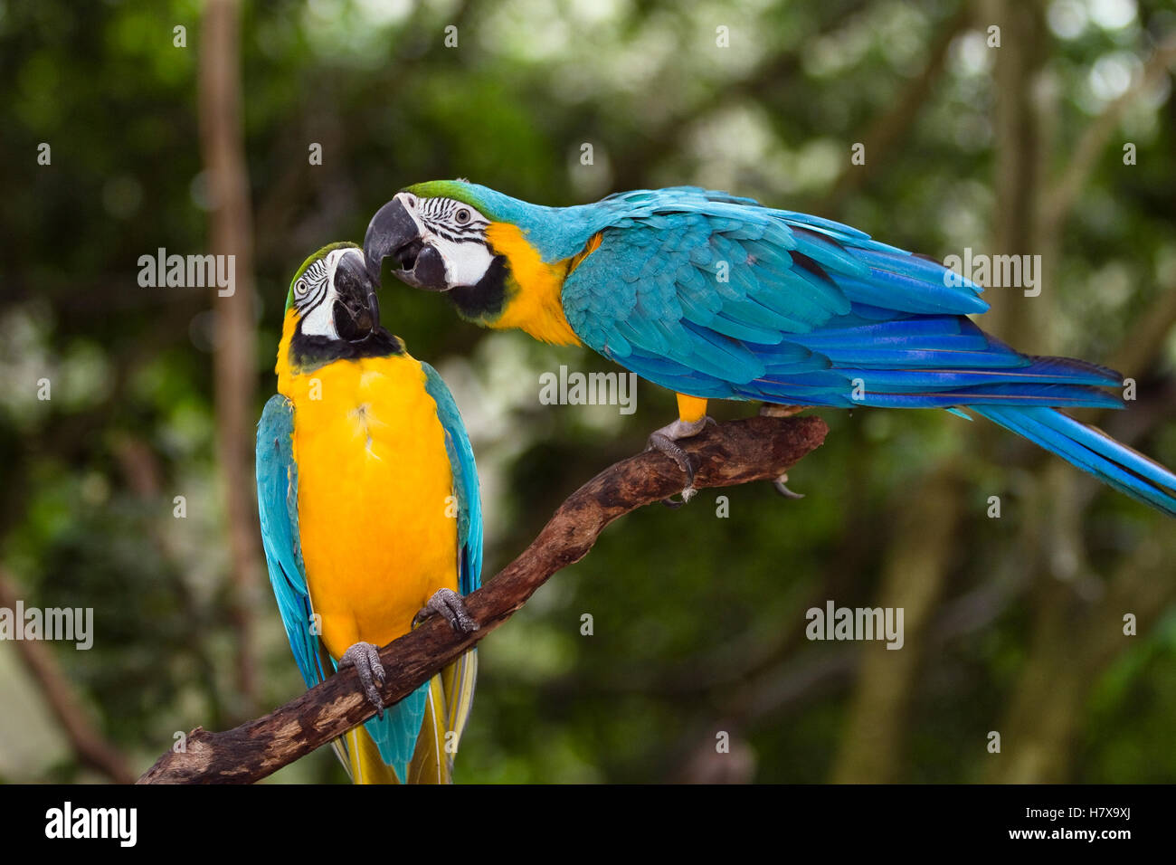 Guacamayo azul y amarillo (Ara ararauna) par de facturación, Sudamérica Foto de stock