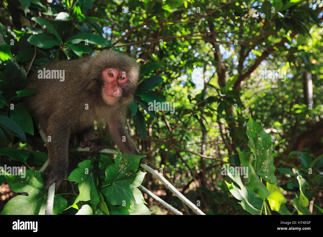 El macaco japonés (Macaca fuscata) en el bosque de laurisilva costal de Yakushima Isla Yakushima Isla, Japón Foto de stock