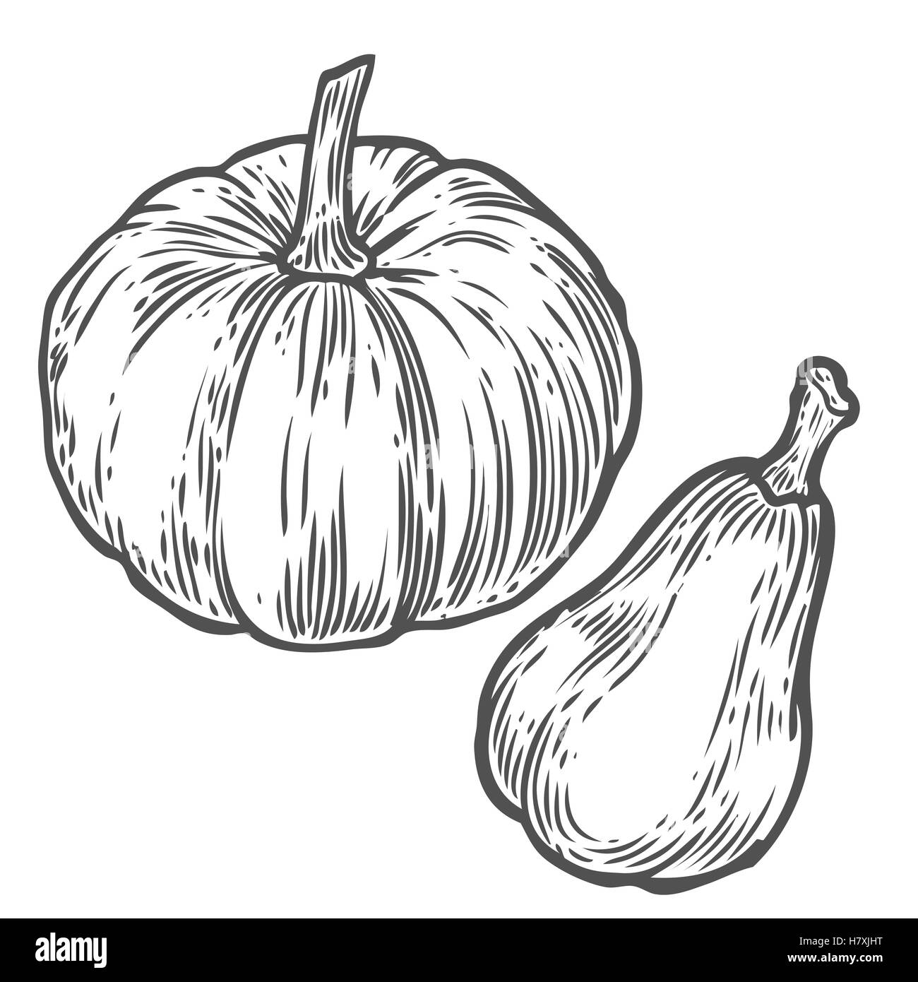 Las calabazas. Dibujado a mano orgánicos naturales dibujo vectorial ilustración grabada. Verduras de otoño, Berry aislado sobre fondo blanco. Ilustración del Vector