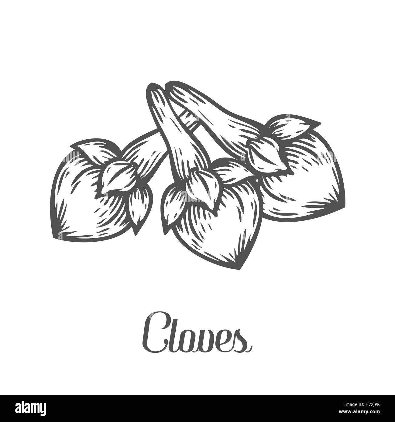 Clavo flor planta semillas . Croquis dibujados a mano ilustración vectorial aislado en blanco