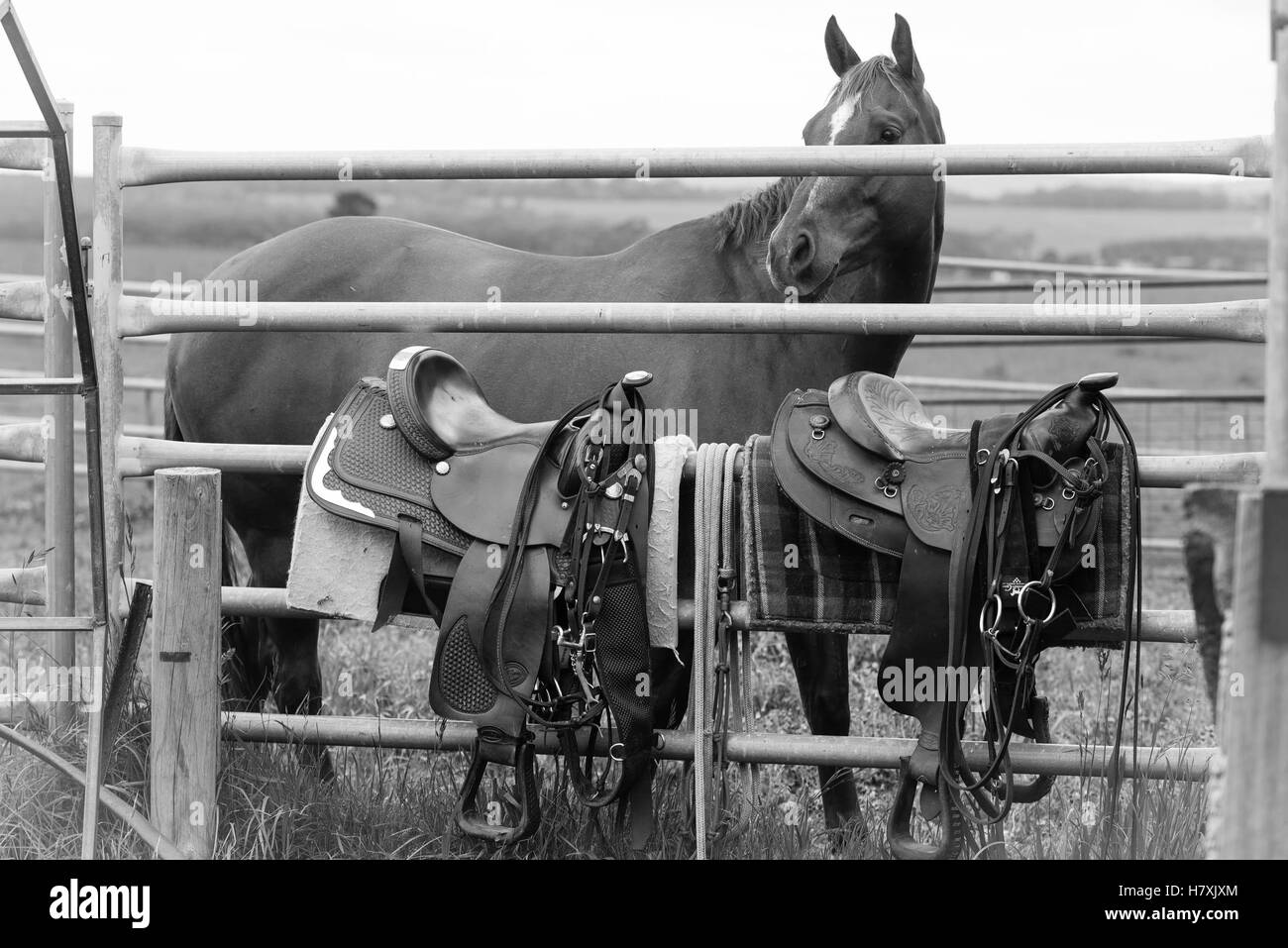 Sillines en una valla a caballo en el fondo, en blanco y negro Foto de stock