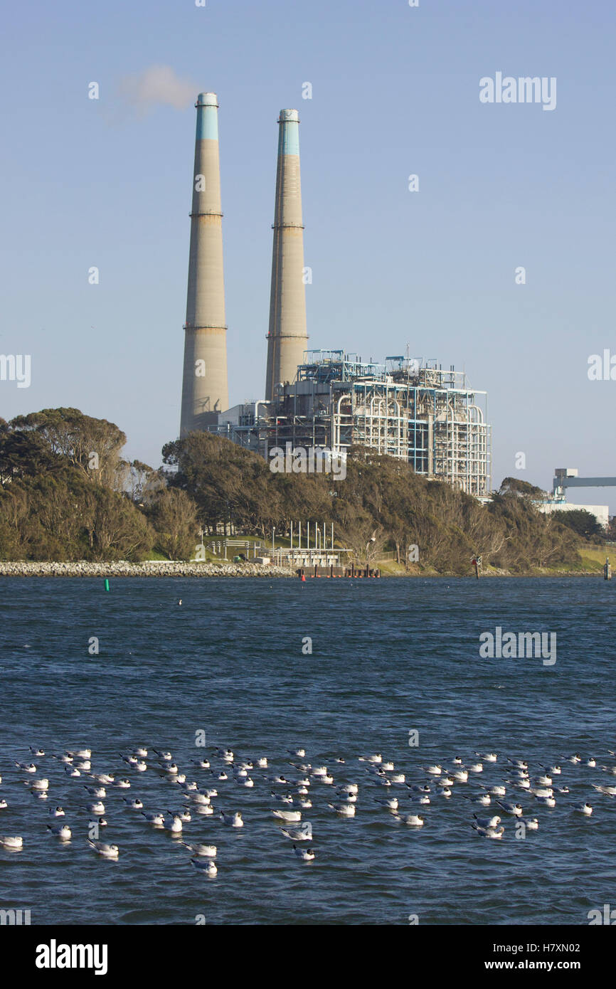 Bonaparte la gaviota (Larus Philadelphia) grey con la planta de energía