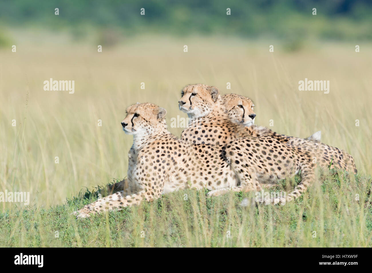 Tres Cheetah (Acinonix jubatus) acostado sobre la colina en la sabana, Reserva Nacional Maasai Mara, Kenia Foto de stock