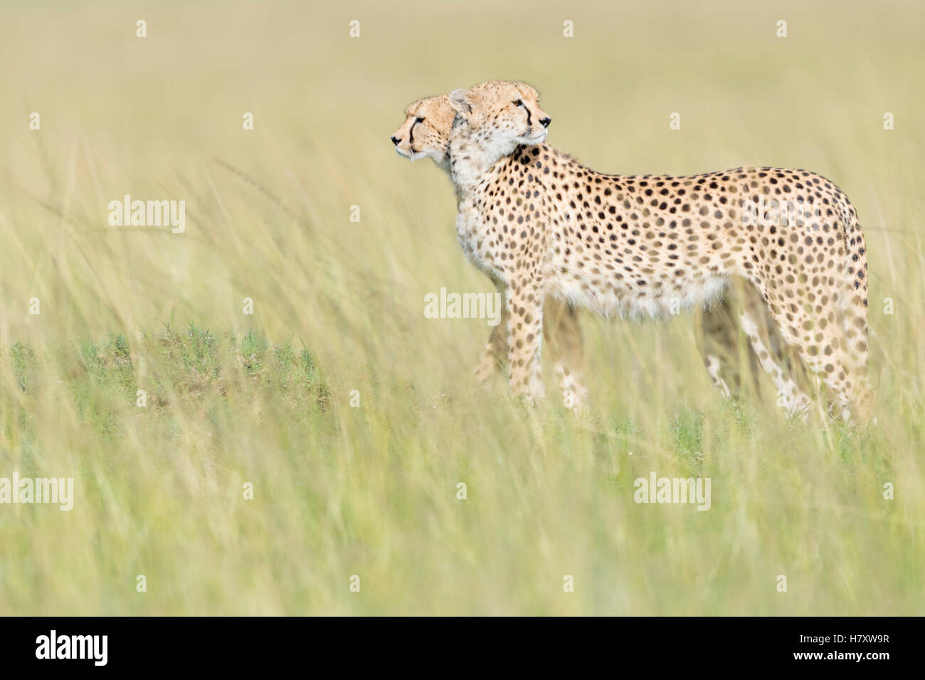 Dos guepardo (Acinonix jubatus) de pie en la mirada hacia fuera en la sabana, Reserva Nacional Maasai Mara, Kenia Foto de stock