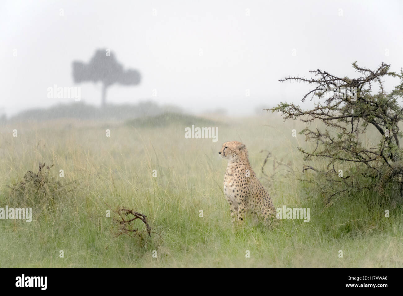 Guepardo (Acinonix jubatus) sentado en la sabana durante las lluvias, Reserva Nacional Maasai Mara, Kenia Foto de stock