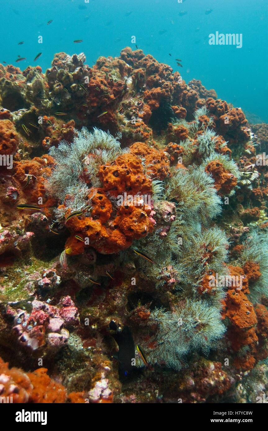 Esponjas y mezclado invertebrados sobre arrecifes de coral, las Islas Galápagos, Ecuador Foto de stock