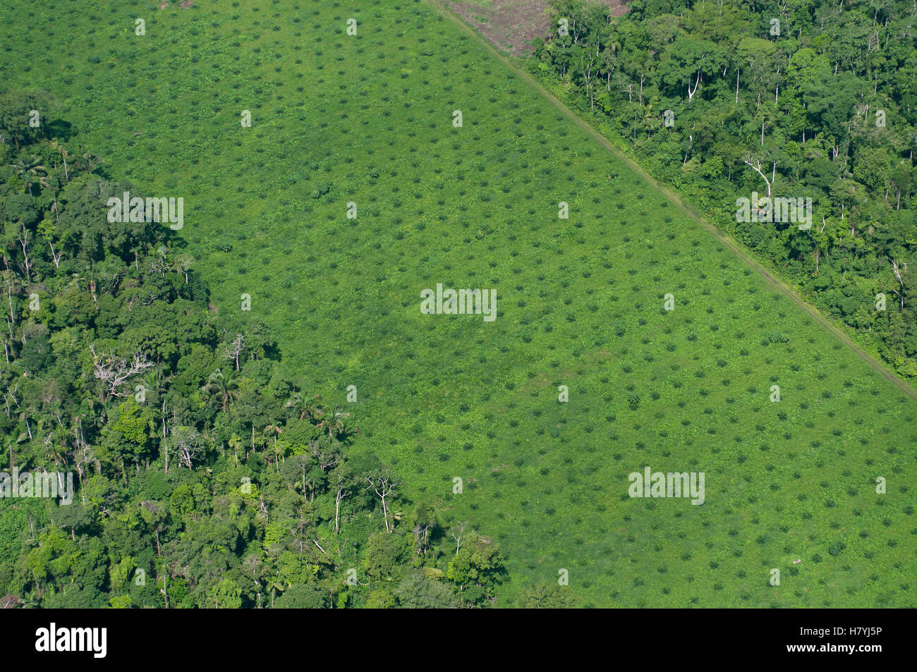 Corte de plantación de palma a través de la selva del Amazonas, Ecuador Foto de stock