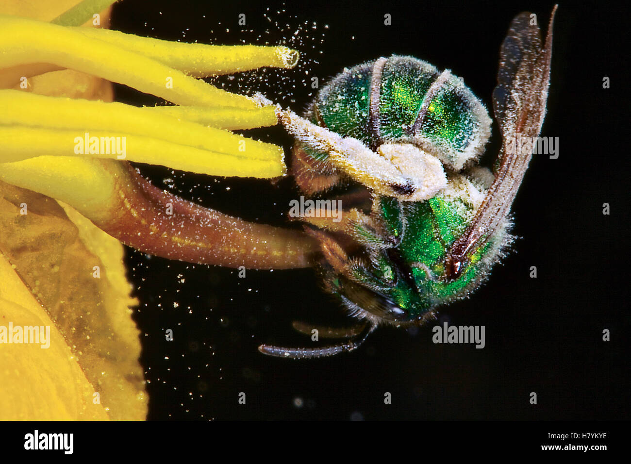 Agapostemon Abeja Verde metálico (sp) "Buzz" pollinates Horned Nightshade (Solanum rostratum) flor mientras se alimentan de néctar. El Foto de stock