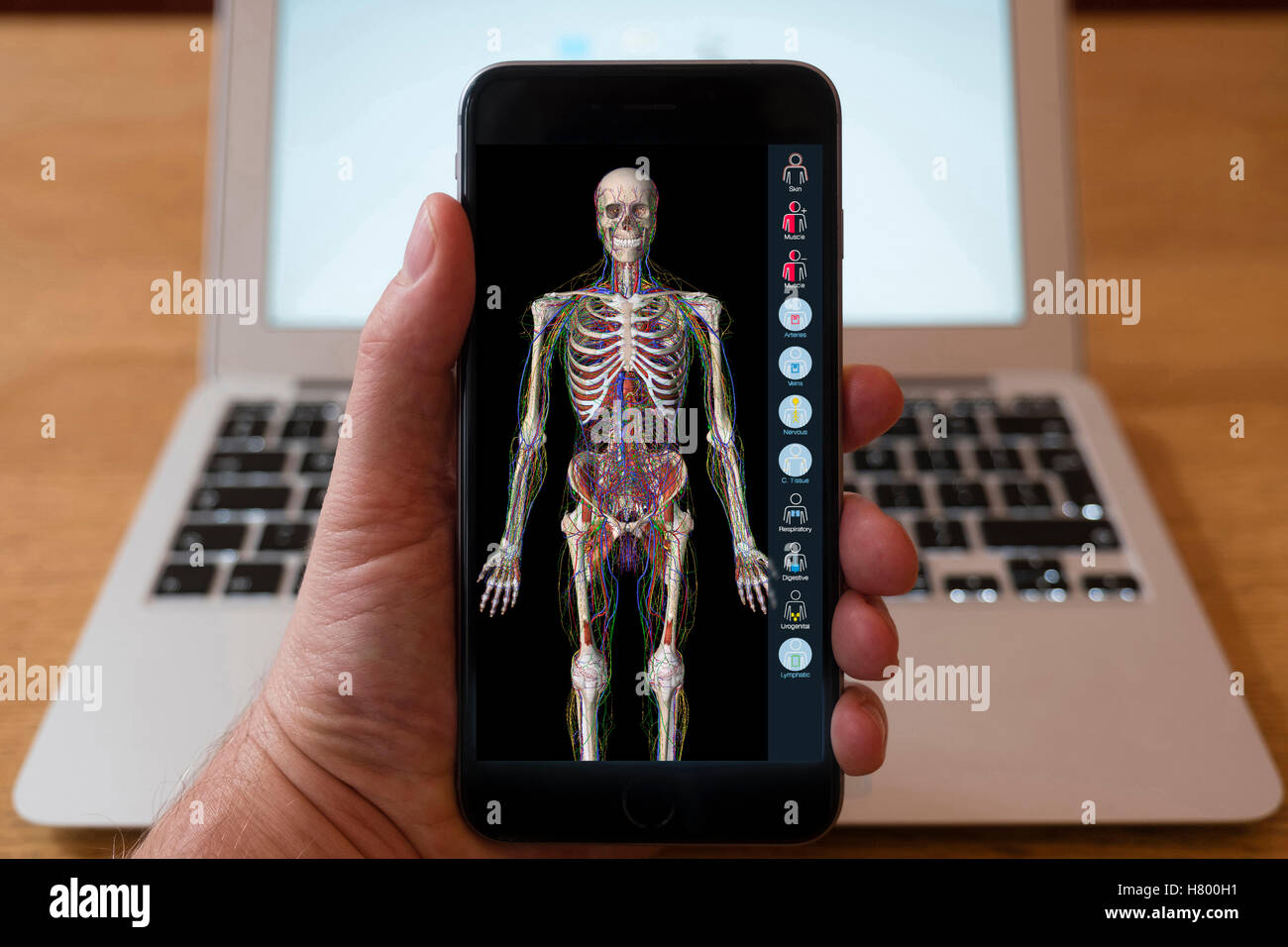 Usando el iPhone Smartphone para visualizar la anatomía del cuerpo humano app educativa. Foto de stock