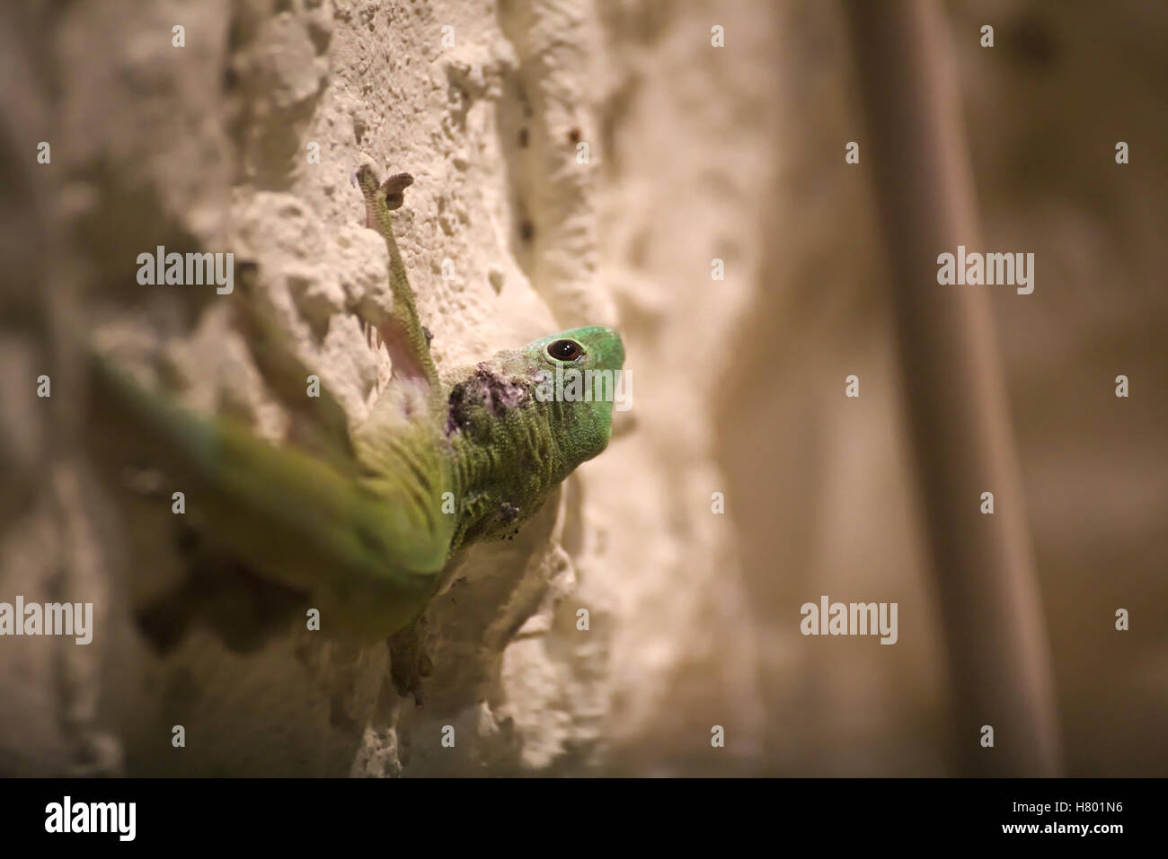 Day Gecko (Phelsuma madagascariensis) sentada sobre una pared de tiza. Foto de stock
