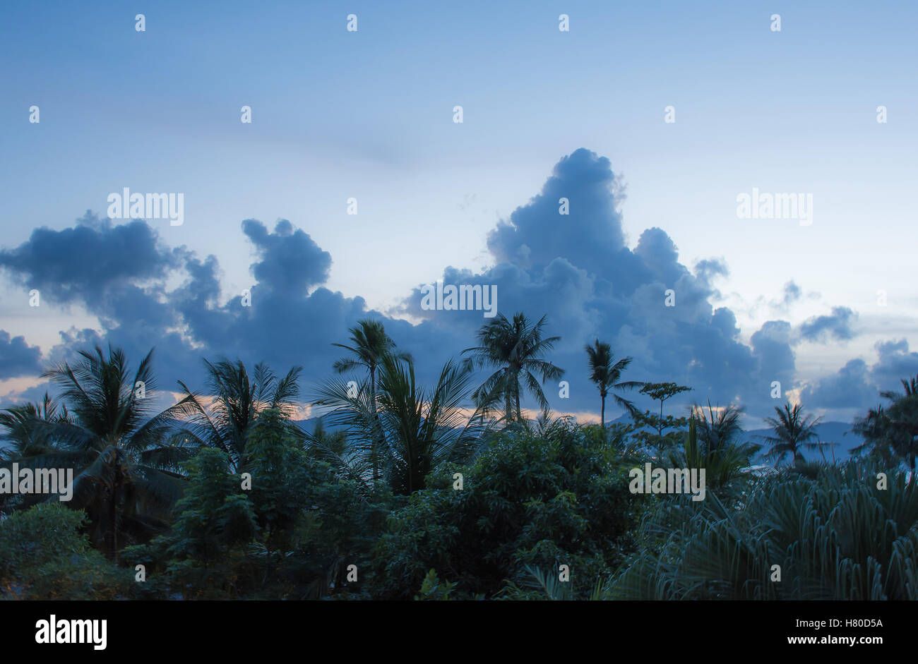 Hermoso paisaje de sorprendentes formaciones nubosas en el cielo del atardecer con palmeras antes del anochecer Foto de stock