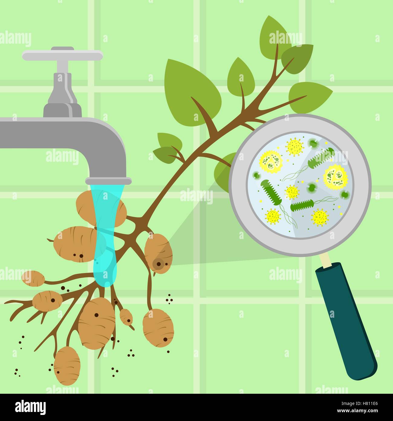 Árbol de patata contaminados que se limpian y se lavan en una cocina. Los microorganismos, bacterias y virus en el vegetal agrandada por Ilustración del Vector