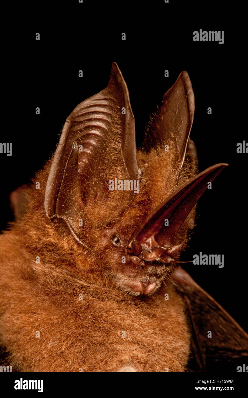 Raro de Punta Espada Bat (Lonchorhina inusitata), Sipaliwini, Surinam Foto de stock