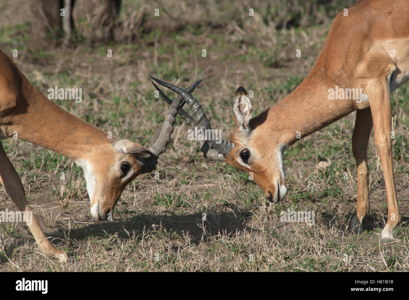 El Impala (Aepyceros melampus) hombres de sparring, el Área de Conservación de Ngorongoro, Tanzania Foto de stock