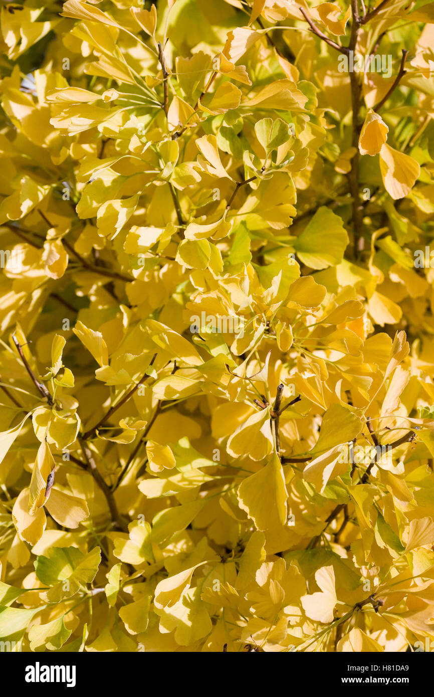 Gingko biloba fastigiata 'Blagon' hojas en el otoño. Foto de stock