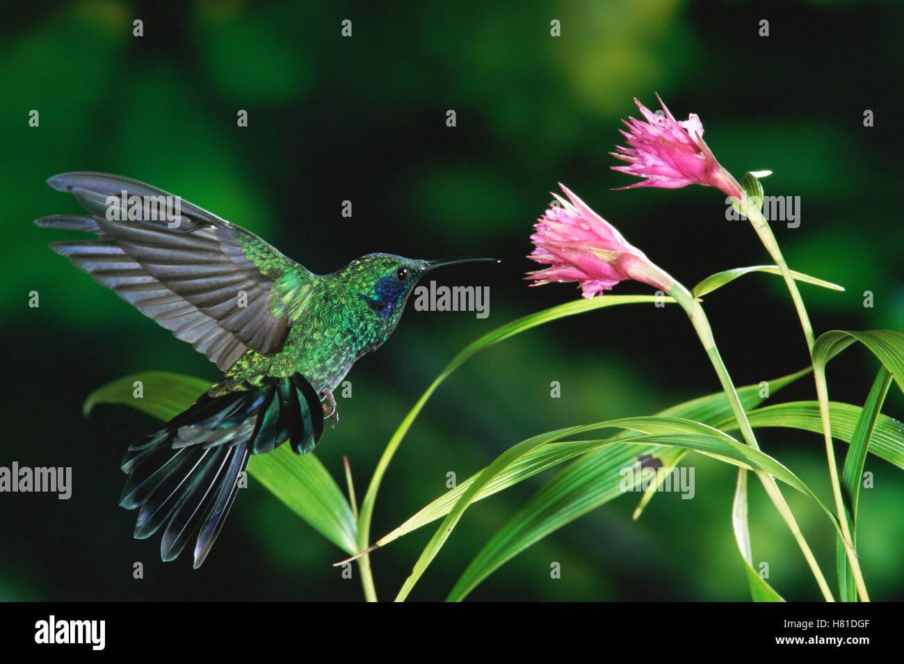 Green Violet-ear (Colibri thalassinus) macho colibrí alimentándose de