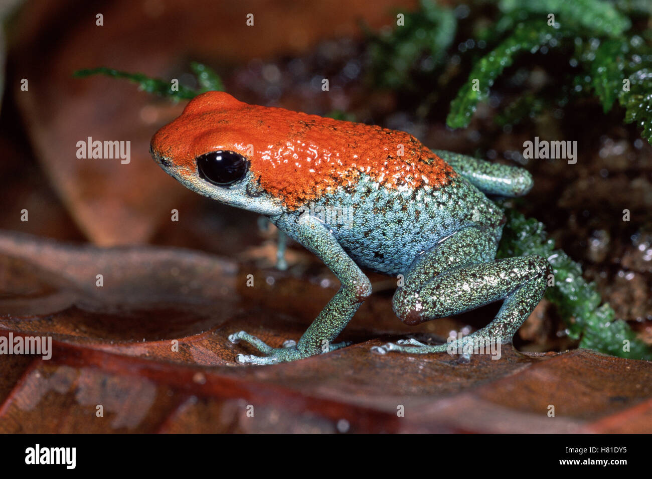 Dardos venenosos granular sapo (Dendrobates granuliferus) mostrando los colores de advertencia, la selva tropical, la Península de Osa, Costa Rica Foto de stock