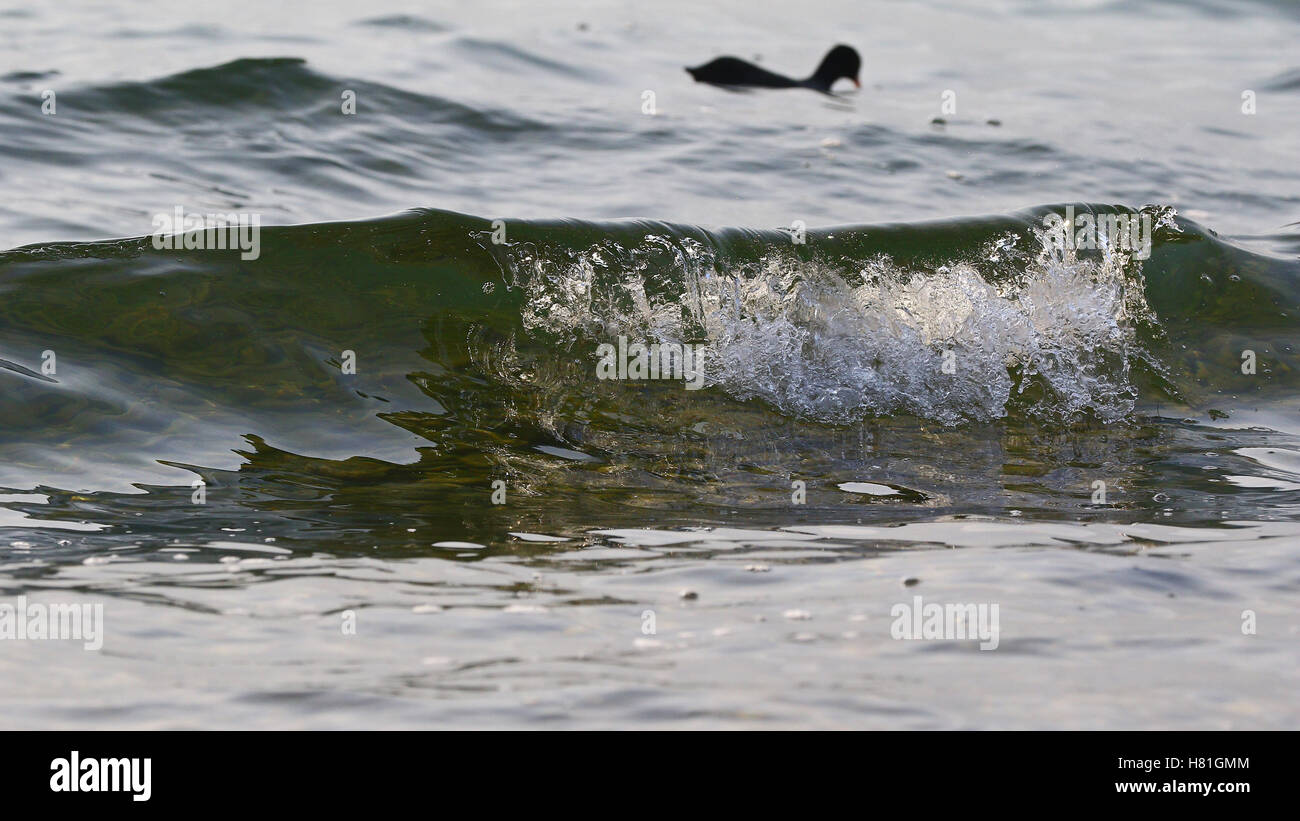 Mar en calma o el lago de las olas rompiendo en la orilla con pato como recurso de fondo Foto de stock