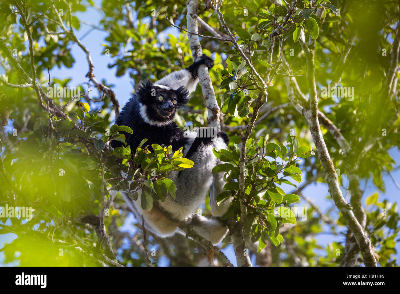 Indri (indri Indri) en el árbol, el Parque Nacional de Andasibe Mantadia, Madagascar Foto de stock