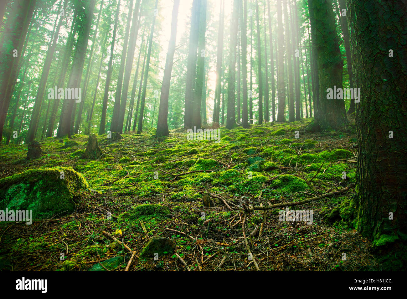 Bosque nebuloso con musgo verde vegetación tras la lluvia Fotografía de