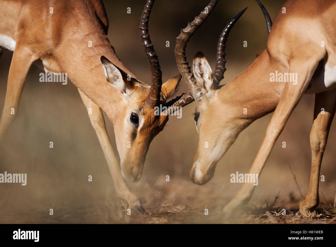El Impala (Aepyceros melampus) hombres de sparring, el Parque Nacional Kruger, Sudáfrica Foto de stock