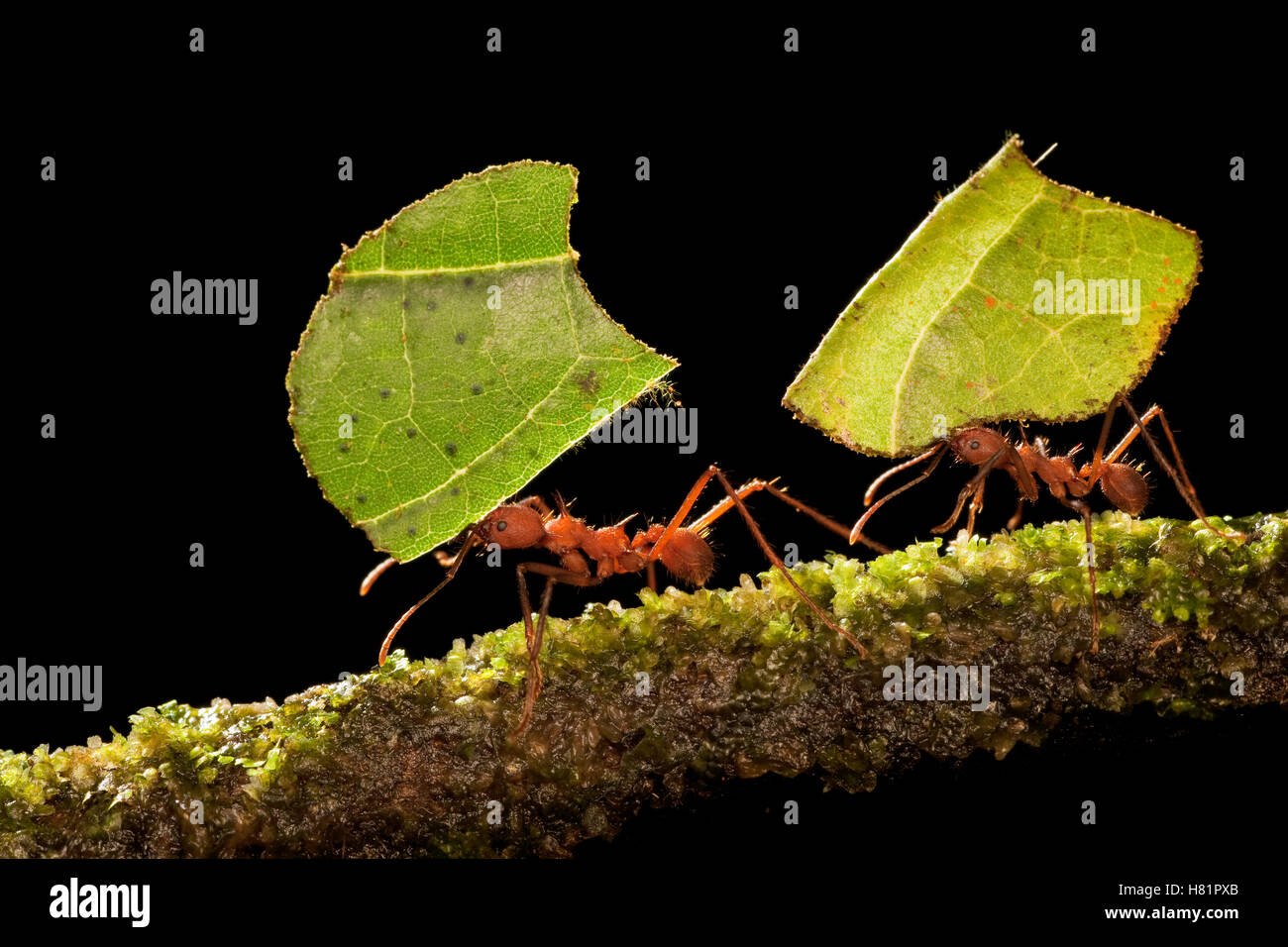 Leafcutter hormiga (Atta sp) par llevar secciones de hojas, que se usan para cultivar hongos nutritivos, Costa Rica Foto de stock
