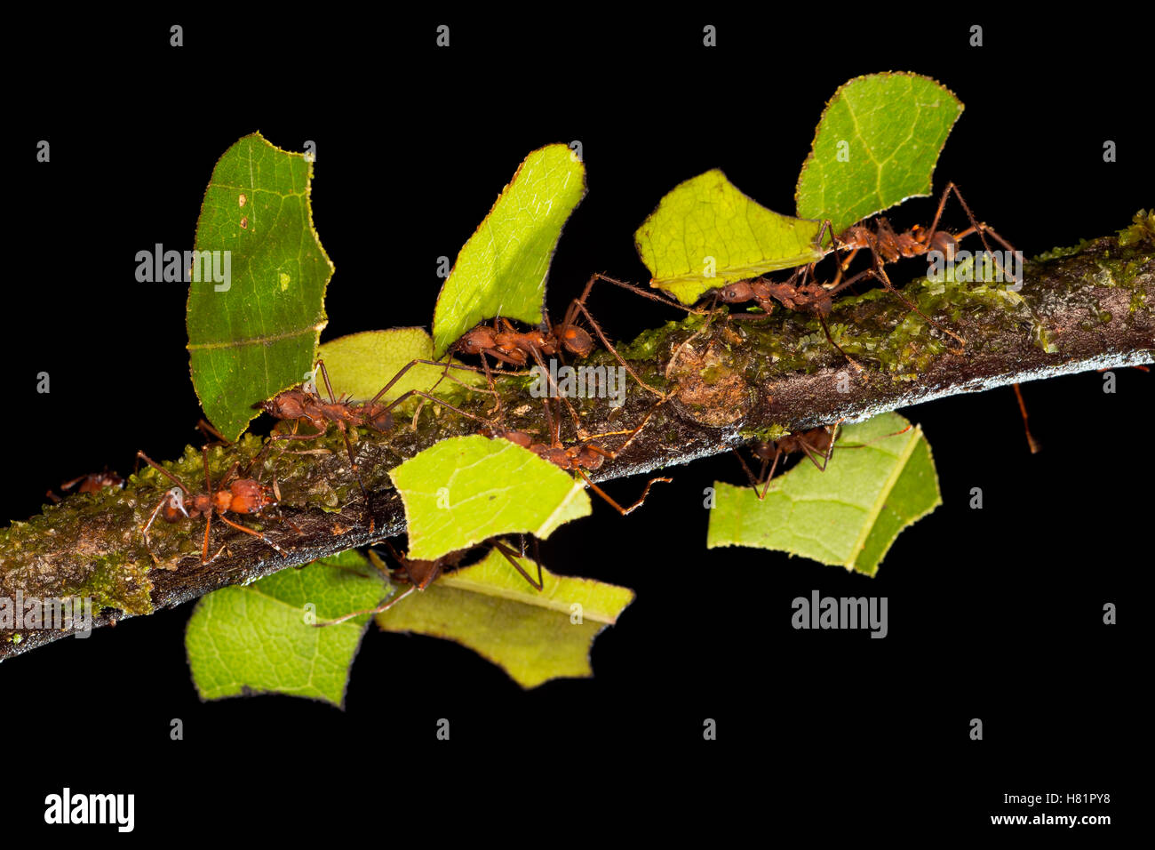 Leafcutter hormiga (Atta sp) grupo llevar secciones de hojas, que se usan para cultivar hongos nutritivos, Costa Rica Foto de stock