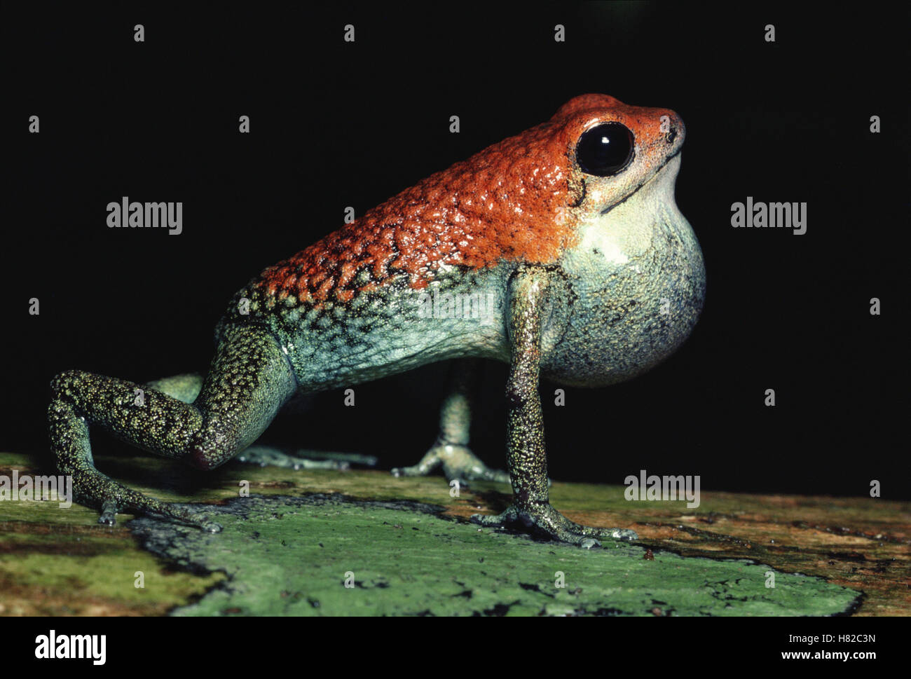 Dardos venenosos granular sapo (Dendrobates granuliferus) macho llamando, selva tropical, Costa Rica Foto de stock