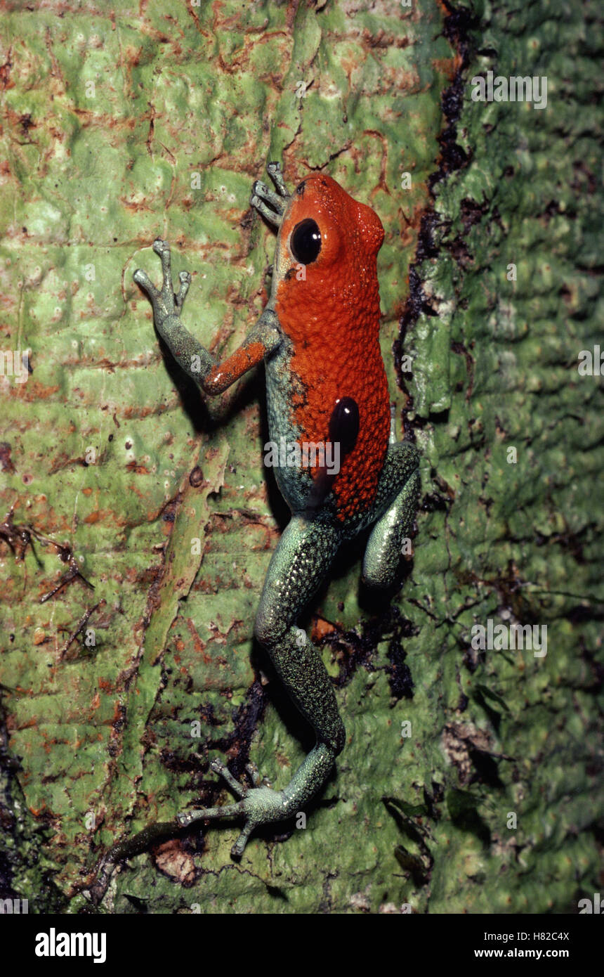 Dardos venenosos granular sapo (Dendrobates granuliferus) hembra llevando tadpole, la selva tropical, Costa Rica Foto de stock