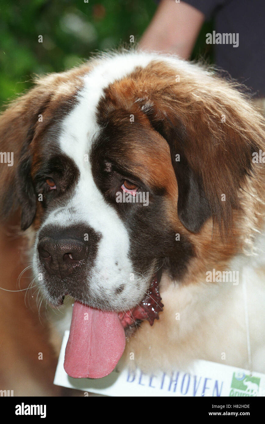 Beethoven el perro fotografías e imágenes de alta resolución - Alamy