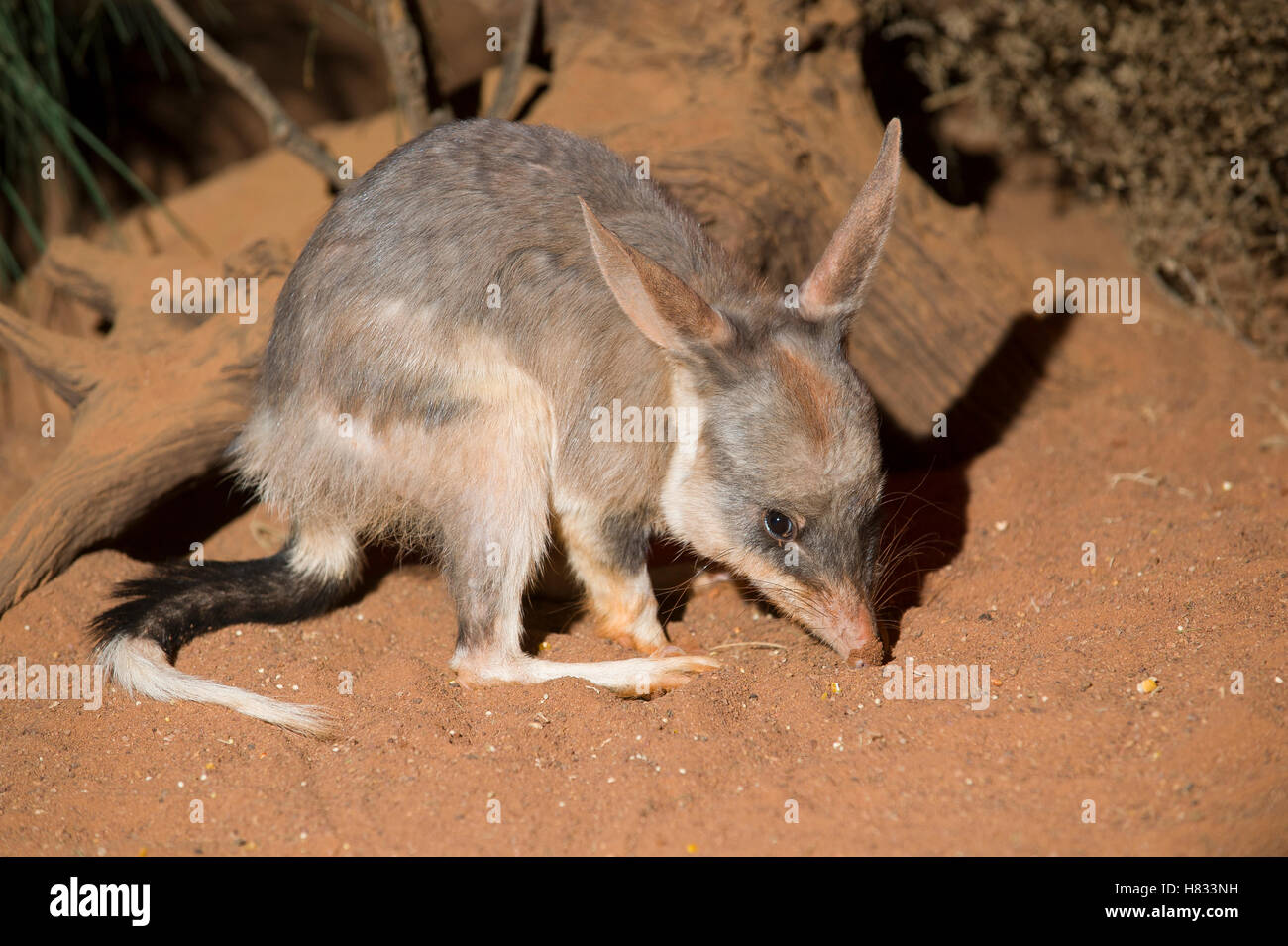 Bilby (macrotis lagotis), nativa de Australia Foto de stock
