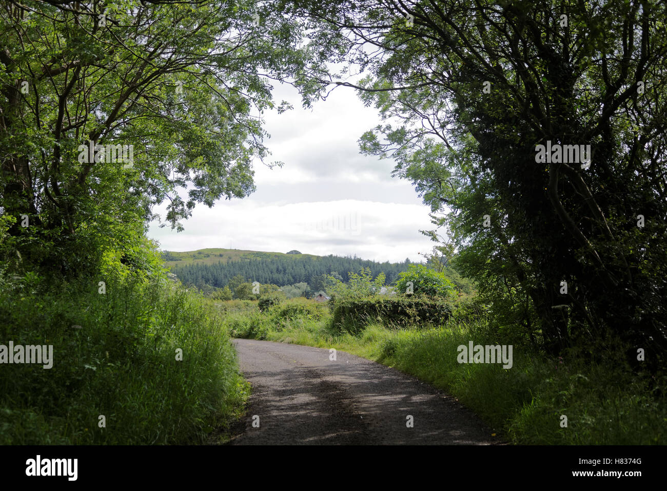Ruta del país con árboles a ambos lados y vista lejana Foto de stock