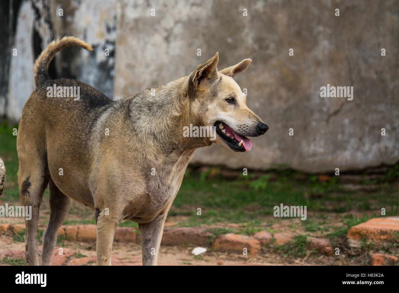 Perro jadeando cerca del templo de Ayutthaya Foto de stock