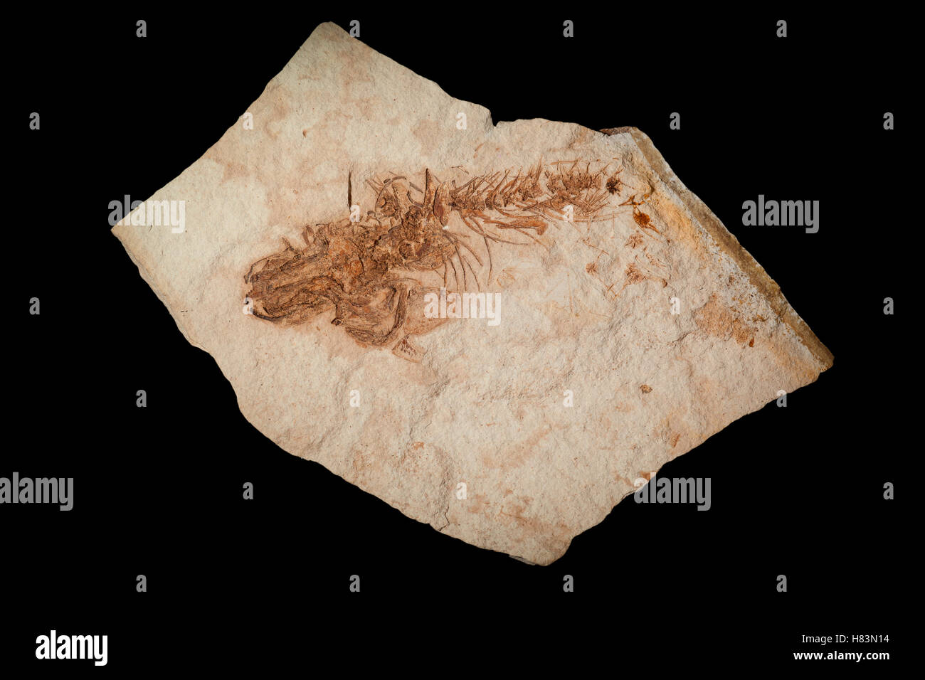 (Novumbra Mud-Minnow oregonensis) treinta y tres millones de años, fósiles John Día yacimientos fósiles Monumento Nacional, Oregón Foto de stock