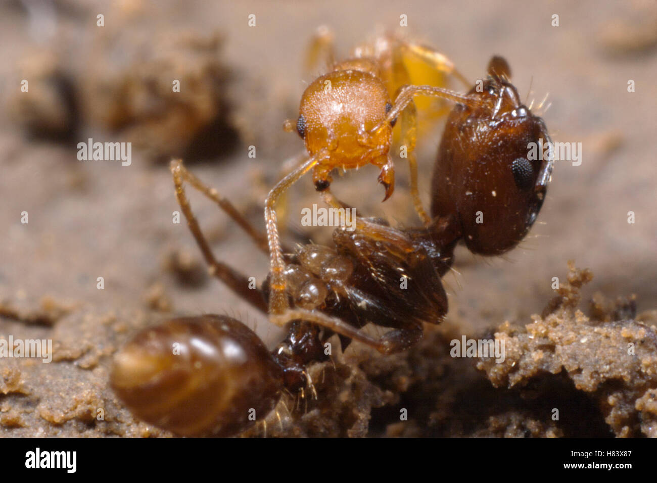 (Hormiga Temnothorax sp) parado sobre una mayor esclavo-maker hormiga (Protomognathus americanus) trabajador que ha matado, a pesar de Foto de stock