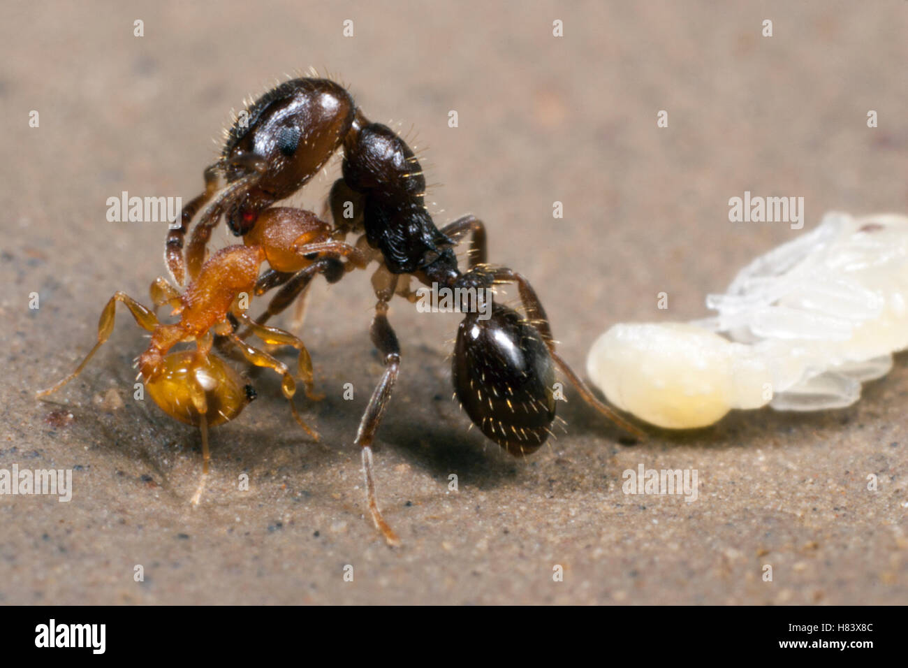 (Hormiga Temnothorax sp) trabajador de una colonia unenslaved morder mucho más esclavo-maker hormiga (Protomognathus americanus) trabajador Foto de stock