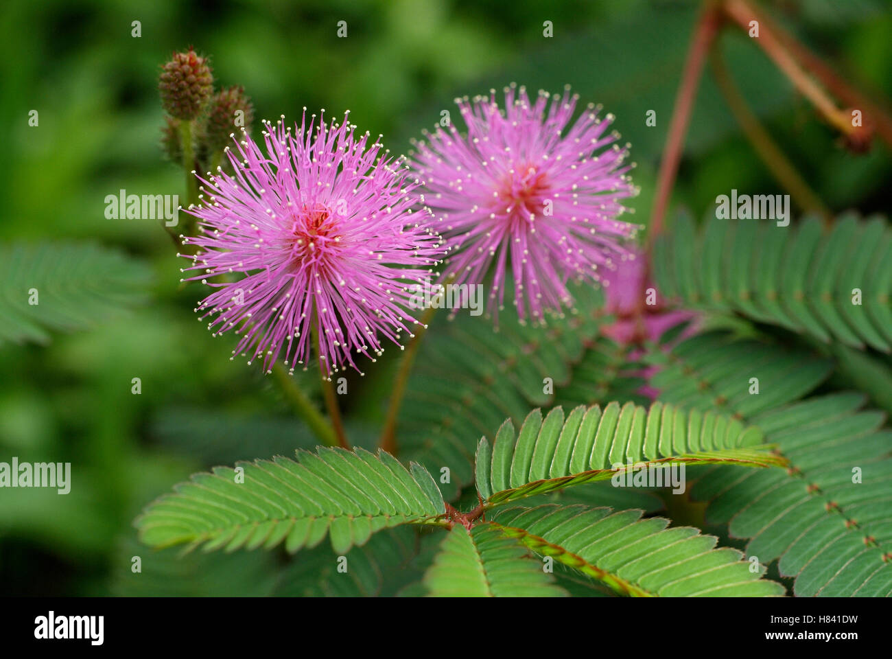 Flores de Mimosa pudica. La planta y las hojas son vistos. Planta sensible  o toque-me-not plant Fotografía de stock - Alamy