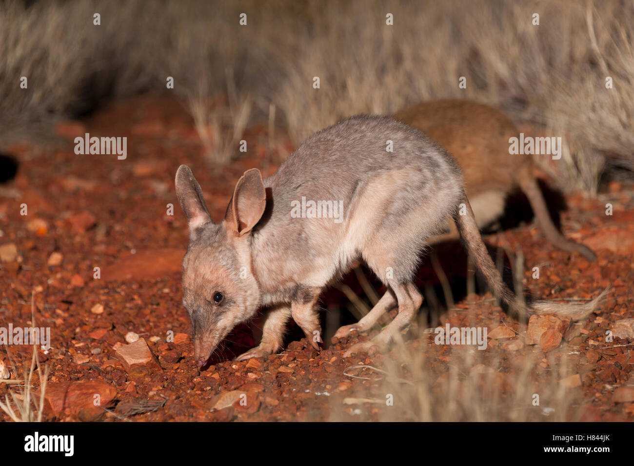 Bilby (macrotis lagotis) par, Alice Springs Desert Park, el Territorio del Norte, Australia Foto de stock