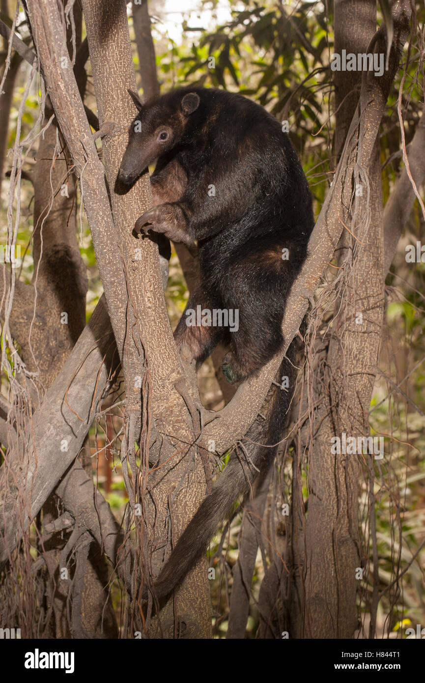 Sur de el oso hormiguero (Tamandua tetradactyla) en el árbol, Lima, Perú. Foto de stock
