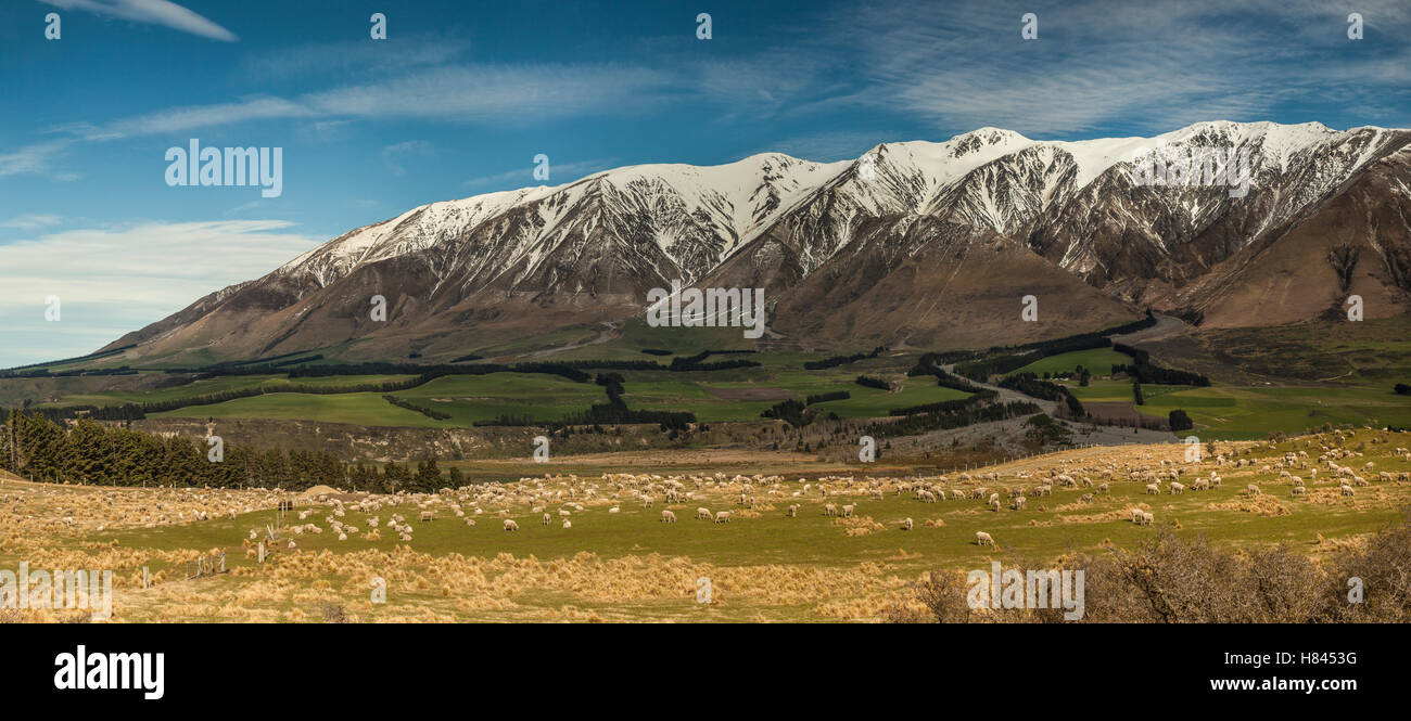 Ovejas domésticas (Ovis aries) ovejas pastando, Mount Hutt, Rakaia River Valley, Canterbury, Isla del Sur, Nueva Zelanda Foto de stock
