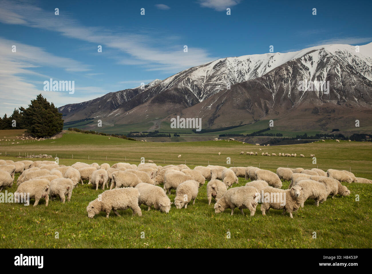 Ovejas domésticas (Ovis aries) ovejas pastando, Mount Hutt, Rakaia River Valley, Canterbury, Isla del Sur, Nueva Zelanda Foto de stock