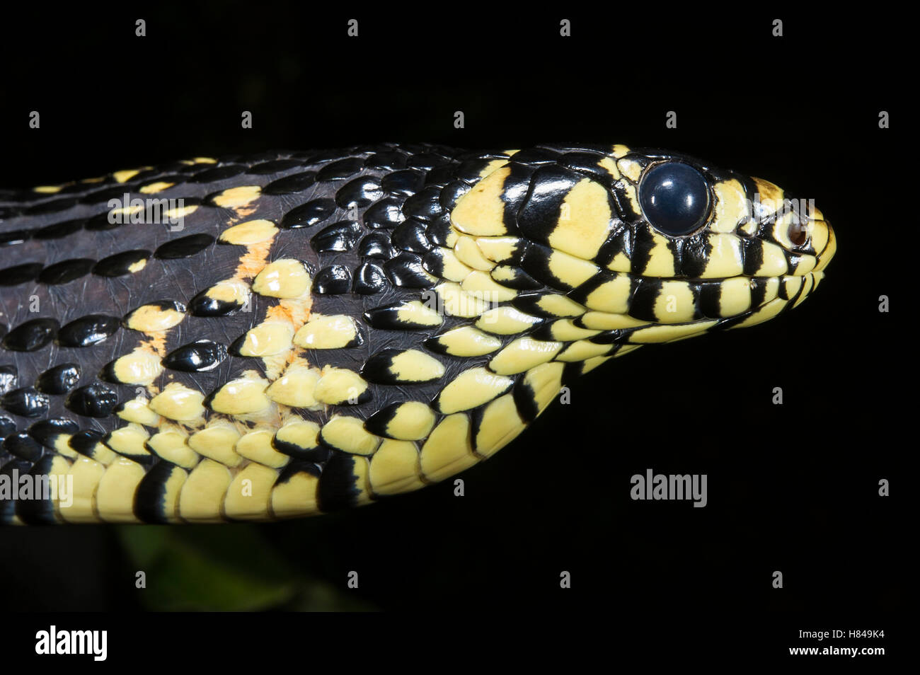 Rata Tropical Spilotes pullatus (Serpiente) en postura defensiva, nativa de América del Sur Foto de stock