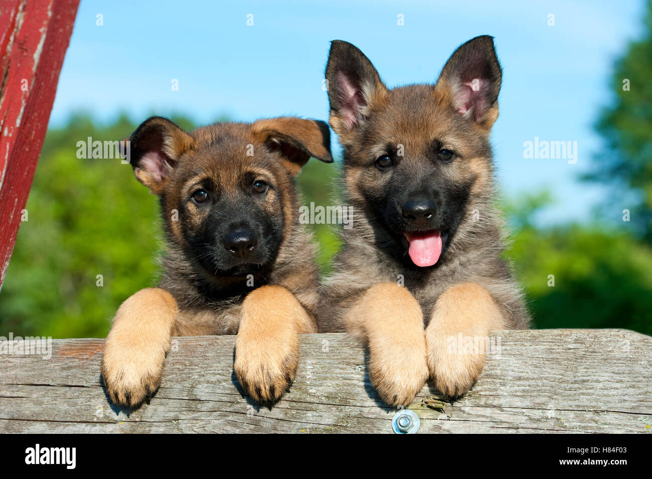 Pastor Alemán cachorros (Canis familiaris Fotografía de stock - Alamy